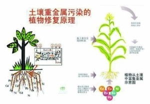 土壤修復(fù)術(shù) 大地重獲新生的科學(xué)與藝術(shù)